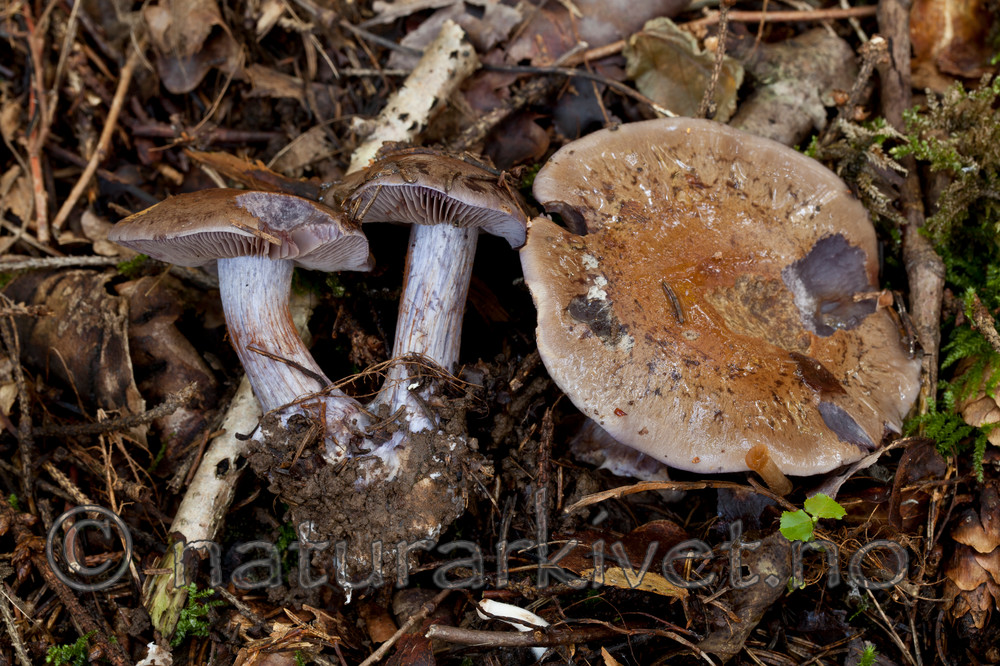 KA_110908_3182 / Cortinarius subpurpurascens / Falsk purpurslørsopp