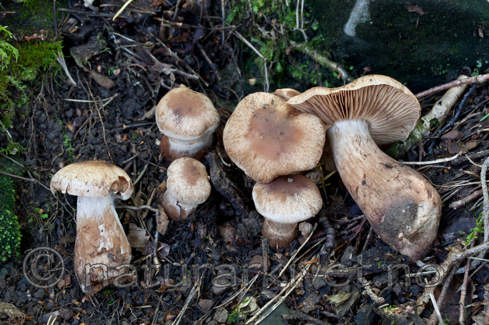 KA_110909_3184 / Cortinarius terribilis
