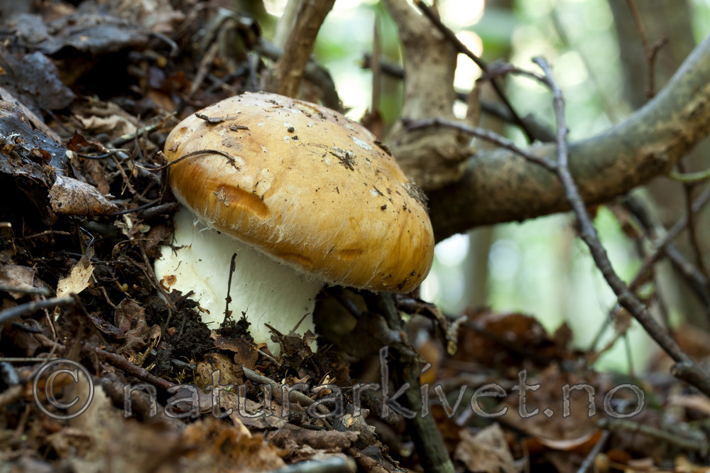 KA_110909_3185 / Cortinarius saporatus / Skrentslørsopp