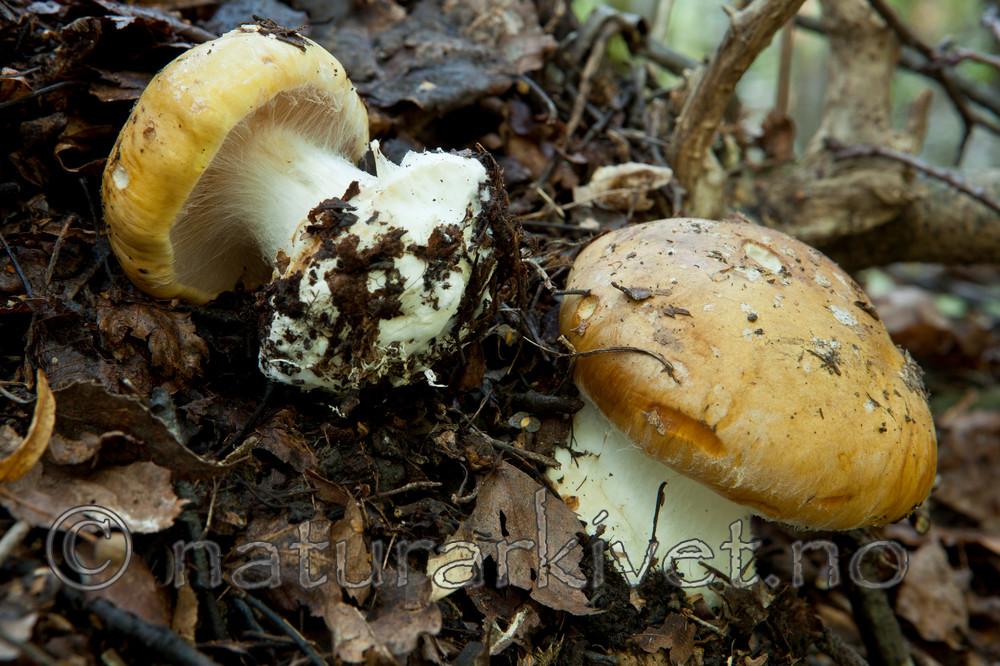 KA_110909_3188 / Cortinarius saporatus / Skrentslørsopp