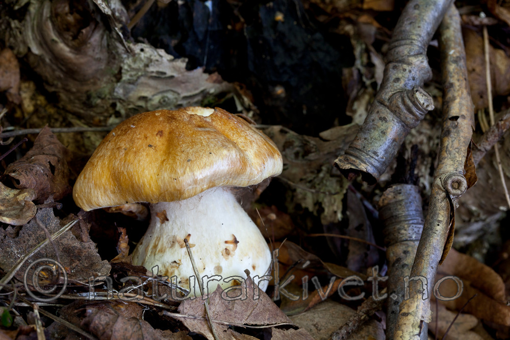 KA_110909_3190 / Cortinarius multiformium / Vrangslørsopp