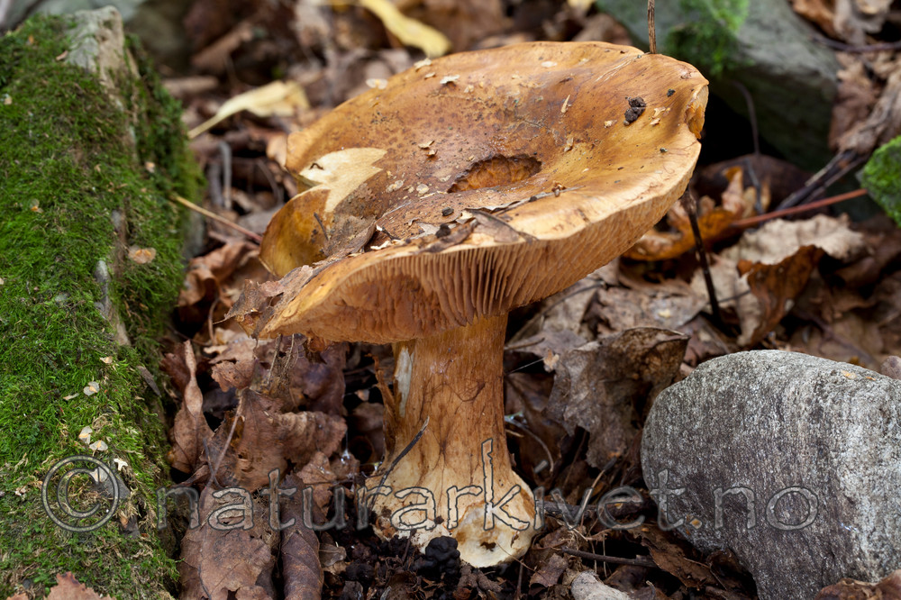 KA_110909_3194 / Cortinarius saporatus / Skrentslørsopp