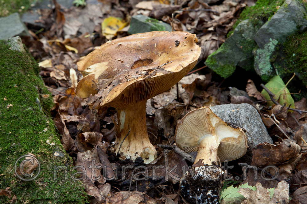 KA_110909_3196 / Cortinarius saporatus / Skrentslørsopp