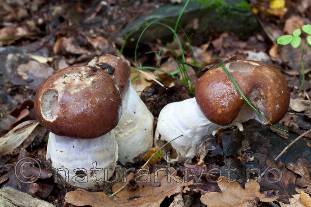 KA_110912_3238 / Cortinarius praestans / Kjempeslørsopp