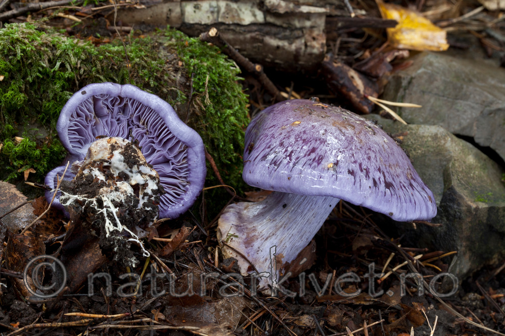 KA_110912_3240 / Cortinarius eucaeruleus / Indigoslørsopp <br /> Cortinarius terpsichores