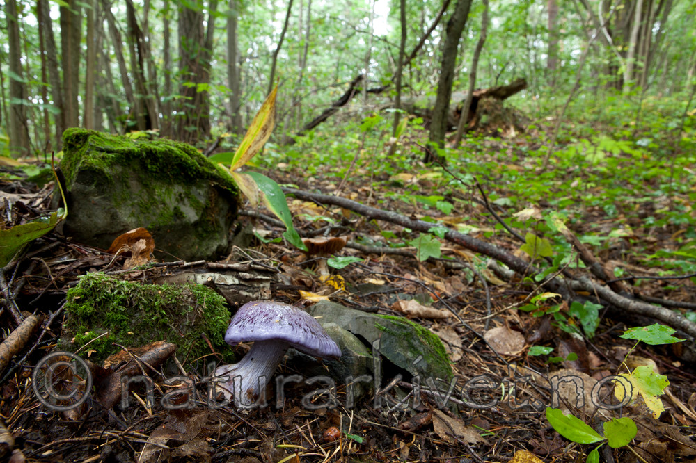 KA_110912_3243 / Cortinarius eucaeruleus / Indigoslørsopp <br /> Cortinarius terpsichores