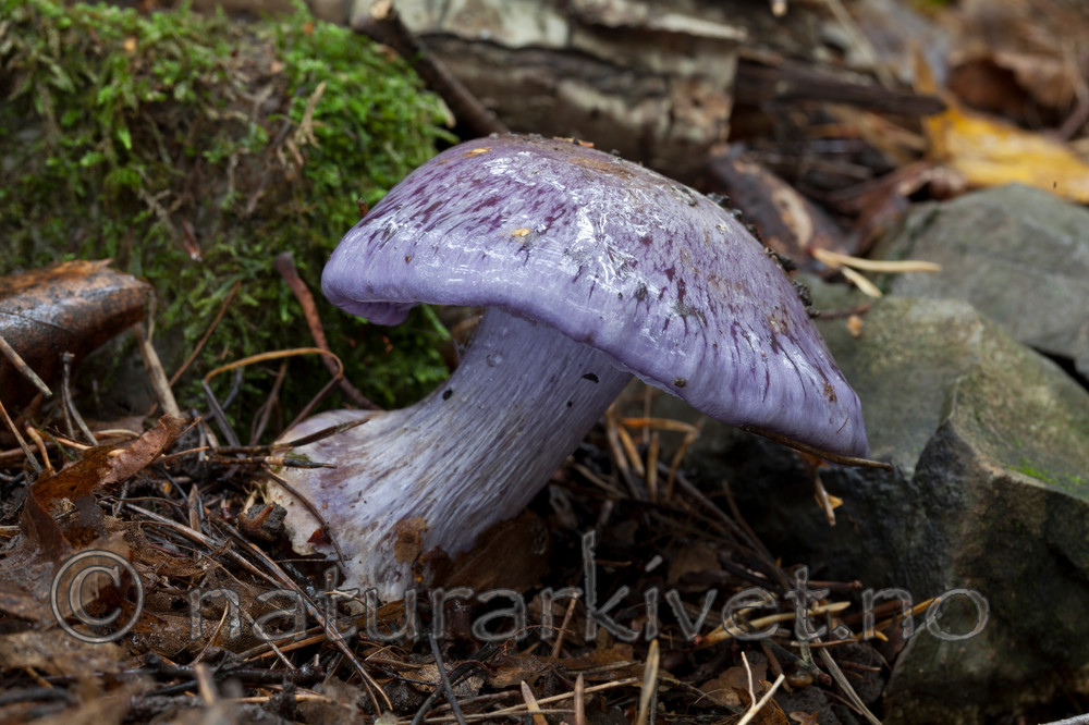 KA_110912_3244 / Cortinarius eucaeruleus / Indigoslørsopp <br /> Cortinarius terpsichores