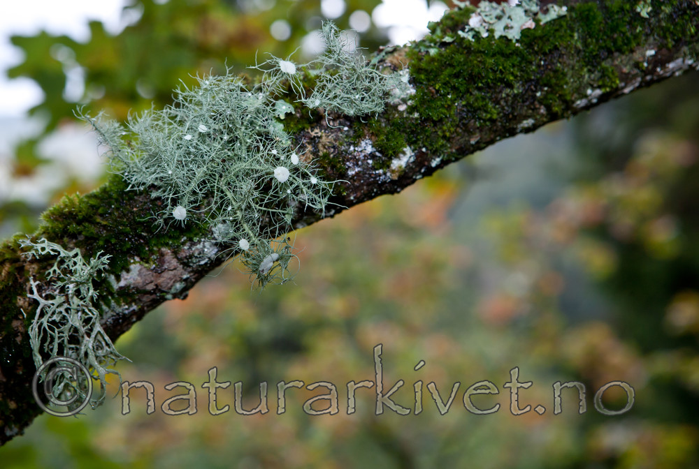 KA_110919_3483 / Usnea florida / Blomsterstry