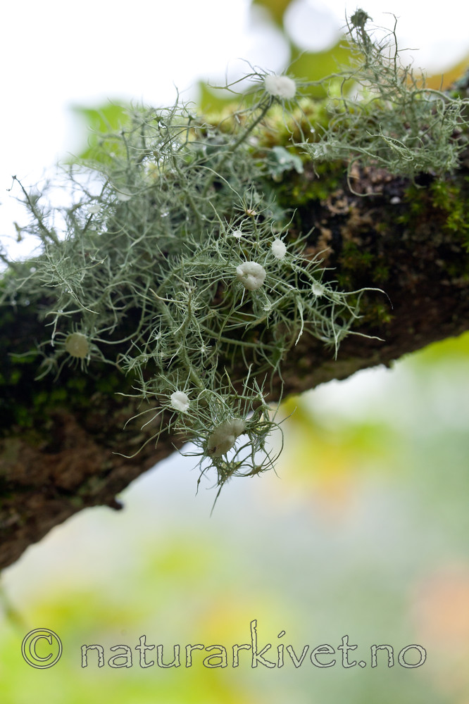 KA_110919_3484 / Usnea florida / Blomsterstry