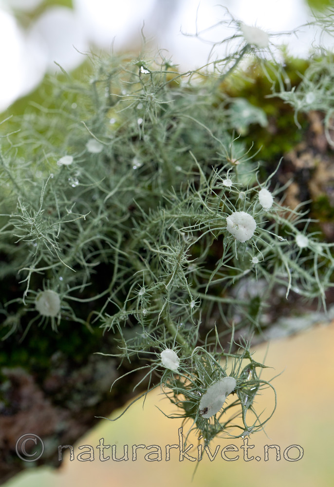 KA_110919_3486 / Usnea florida / Blomsterstry