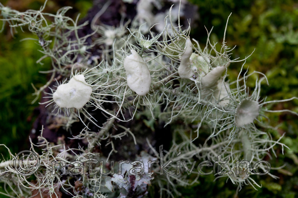 KA_110919_3488 / Usnea florida / Blomsterstry