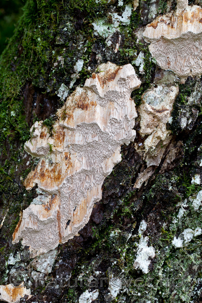 KA_110919_3519 / Pachykytospora tuberculosa / Eikegreinkjuke