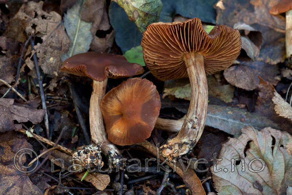 KA_110923_3738 / Cortinarius aurantiomarginatus / Gyllenkantslørsopp