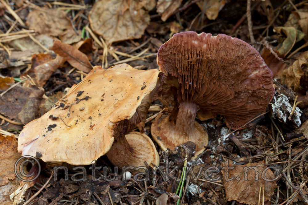 KA_110923_3740 / Cortinarius suaveolens / Lilla jordbærslørsopp