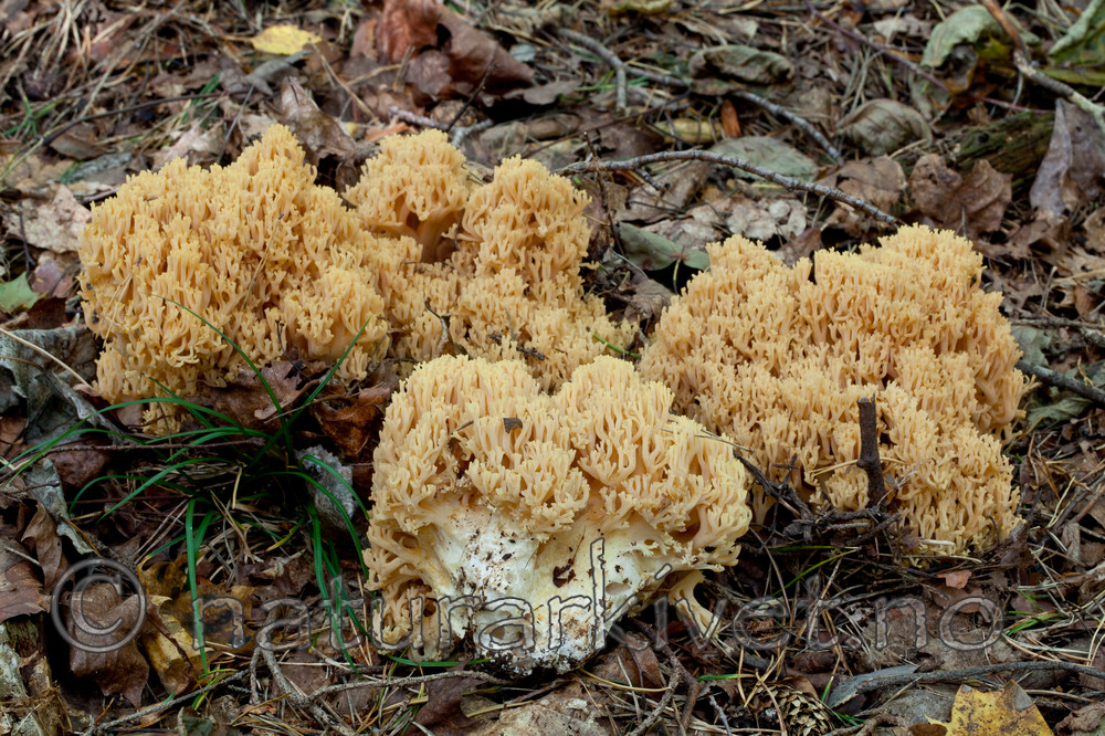 KA_110923_3745 / Ramaria flavescens / Stor korallsopp