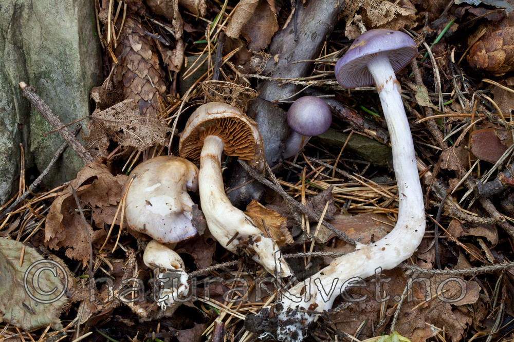 KA_110923_3747 / Cortinarius salor / Blå slimslørsopp