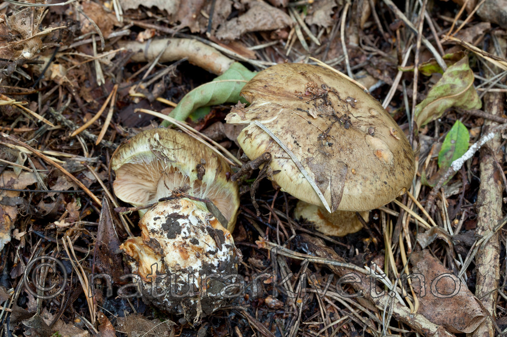 KA_110923_3749 / Cortinarius flavovirens / Gulgrønn melslørsopp