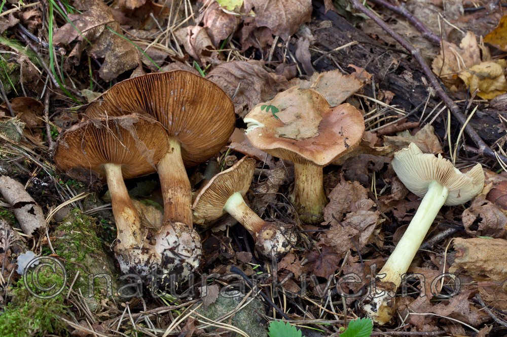 KA_110923_3751 / Cortinarius bulbopodius / Søsterslørsopp