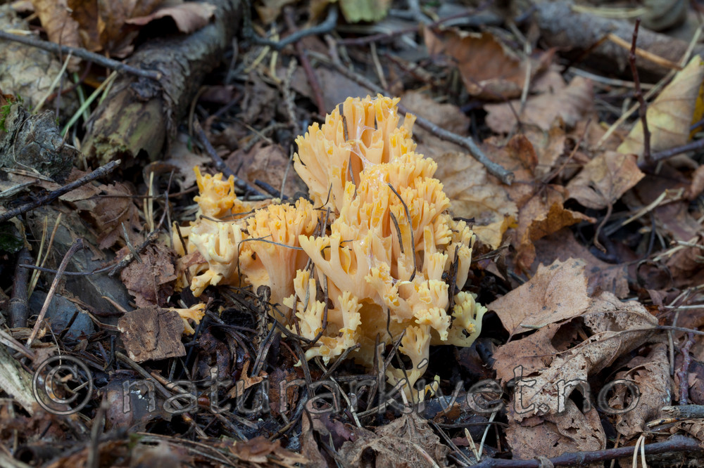 KA_110923_3753 / Ramaria krieglsteineri
