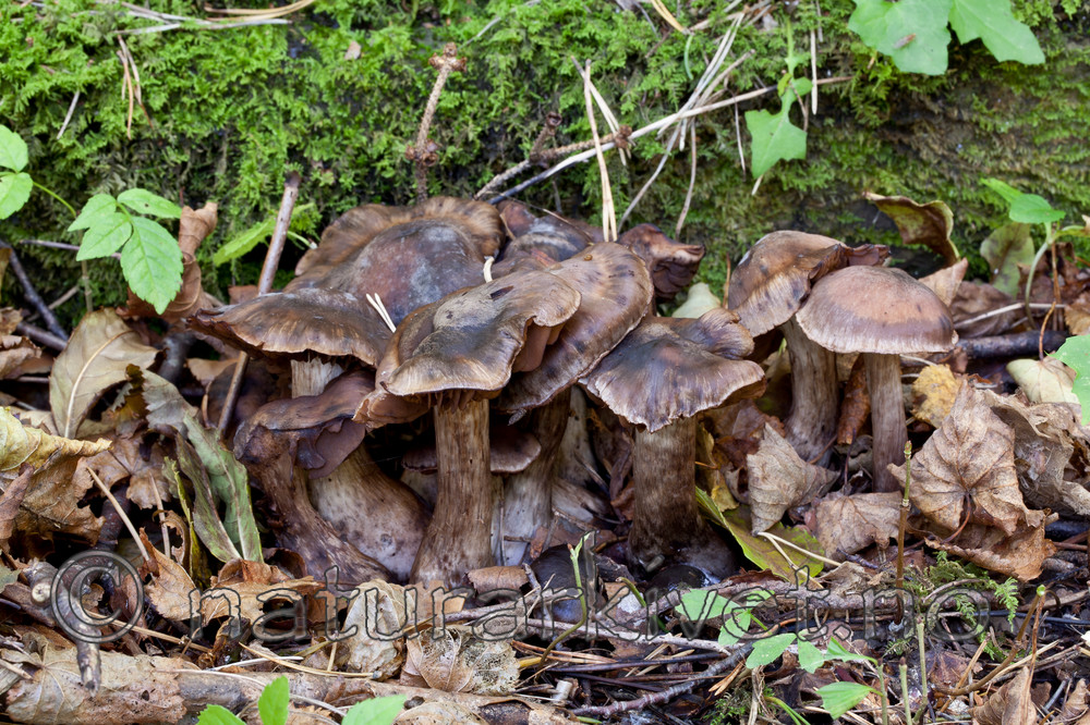 KA_110923_3754 / Cortinarius holophaeus / Skiferslørsopp