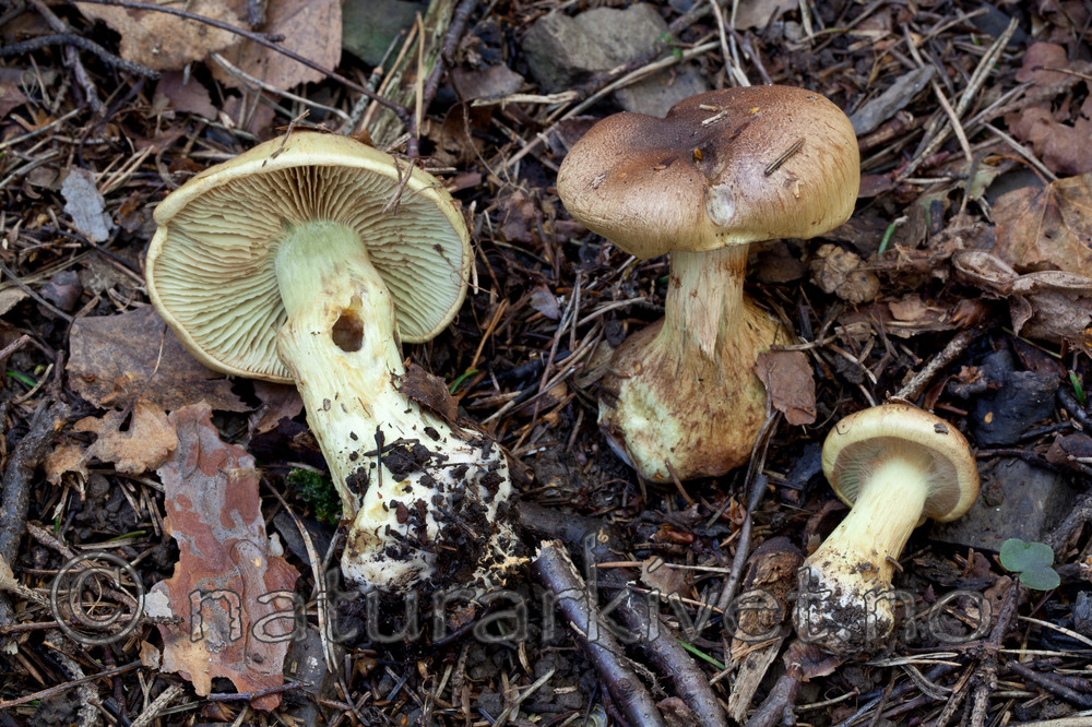 KA_110923_3756 / Cortinarius bulbopodius / Søsterslørsopp