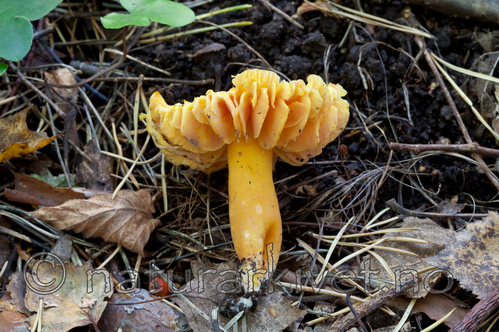 KA_110923_3757 / Hygrocybe quieta / Rødskivevokssopp