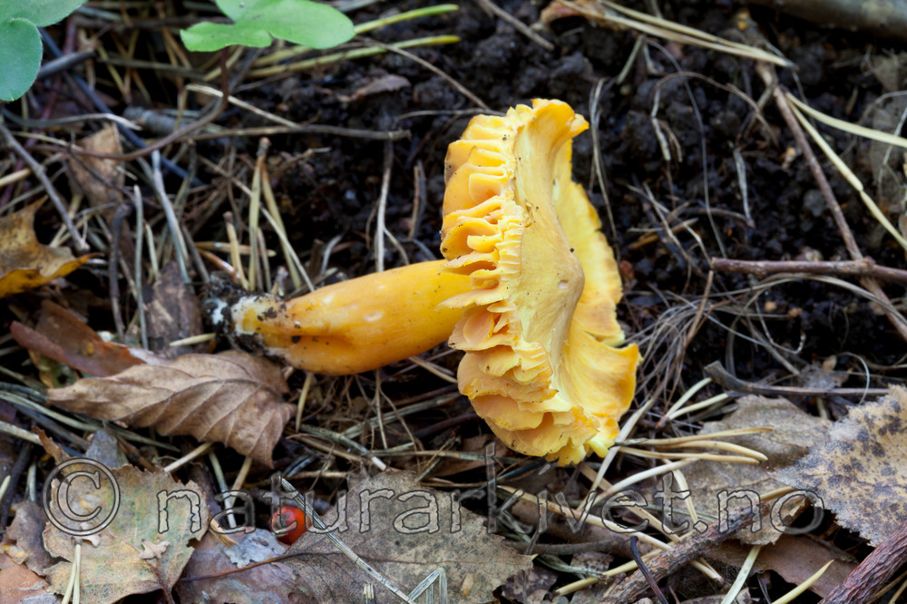 KA_110923_3758 / Hygrocybe quieta / Rødskivevokssopp