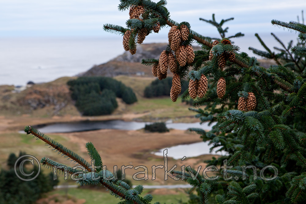 KA_111104_4260 / Picea sitchensis / Sitkagran