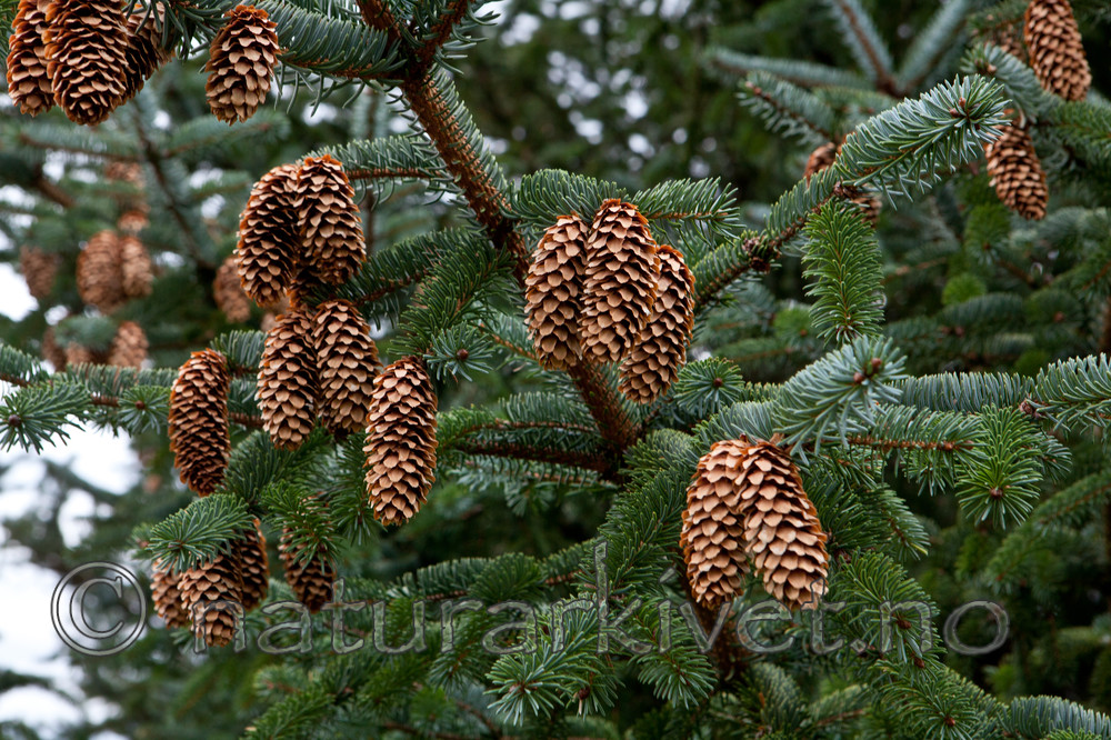 KA_111104_4262 / Picea sitchensis / Sitkagran