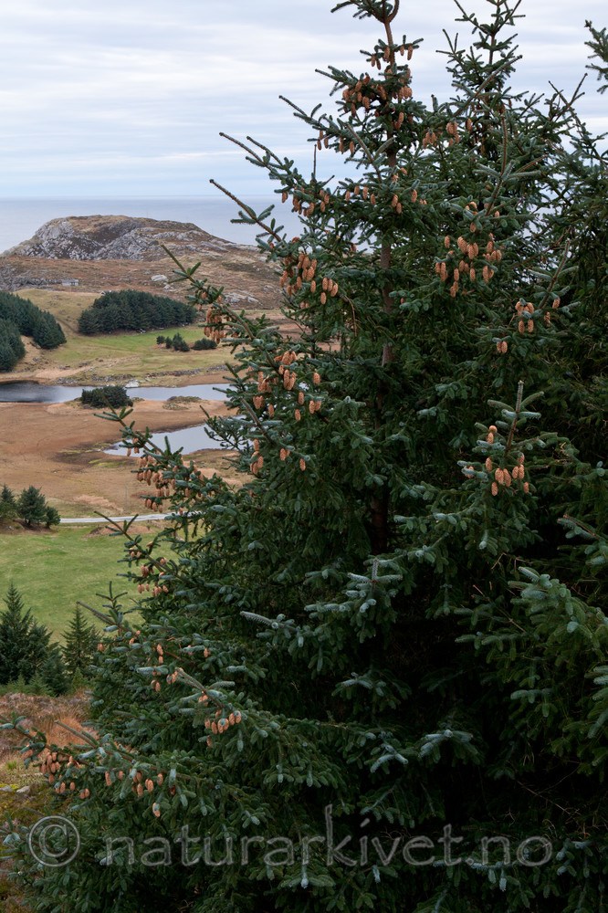 KA_111104_4266 / Picea sitchensis / Sitkagran