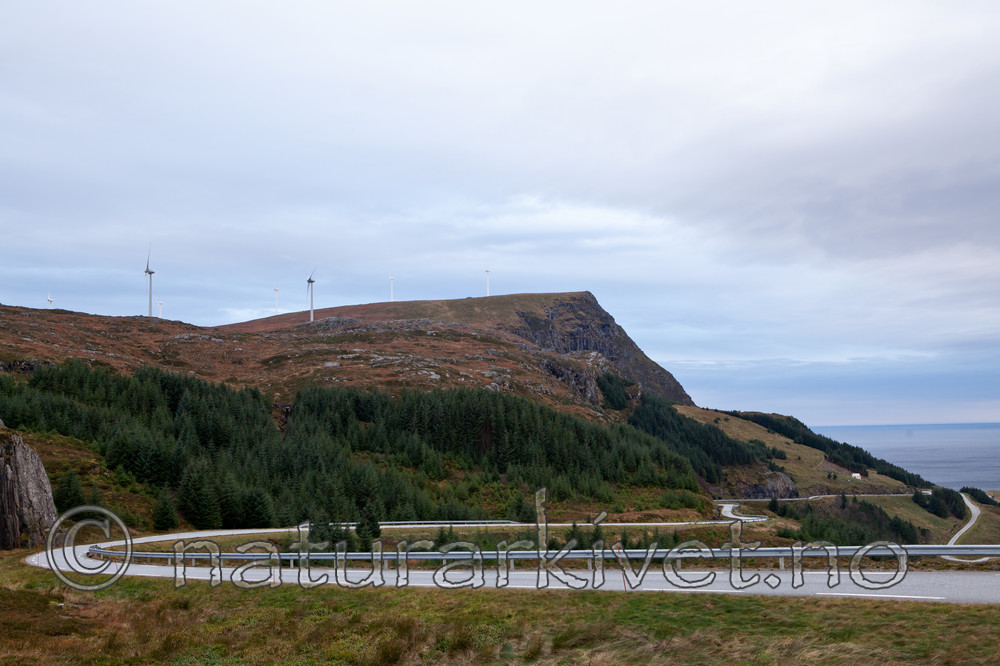 KA_111104_4272 / Picea sitchensis / Sitkagran