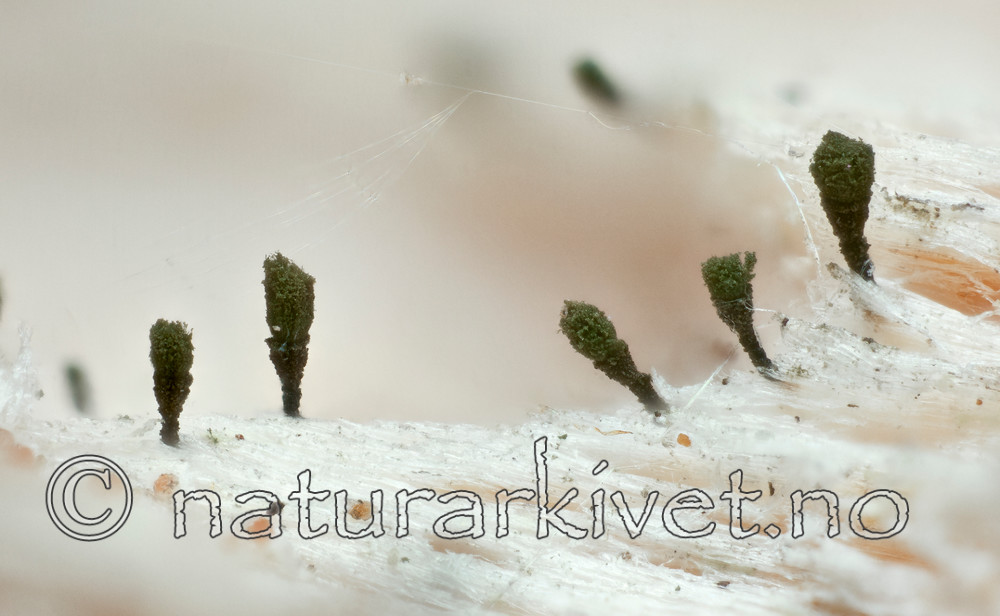 KA_111221_ahlneri / Microcalicium ahlneri / Rotnål