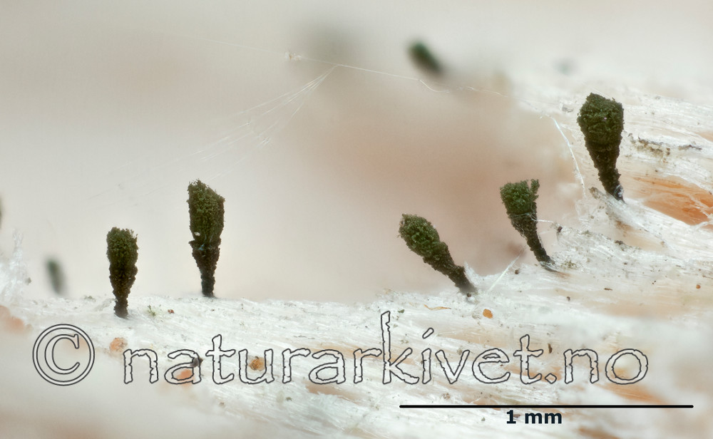 KA_111221_ahlneri_mm / Microcalicium ahlneri / Rotnål