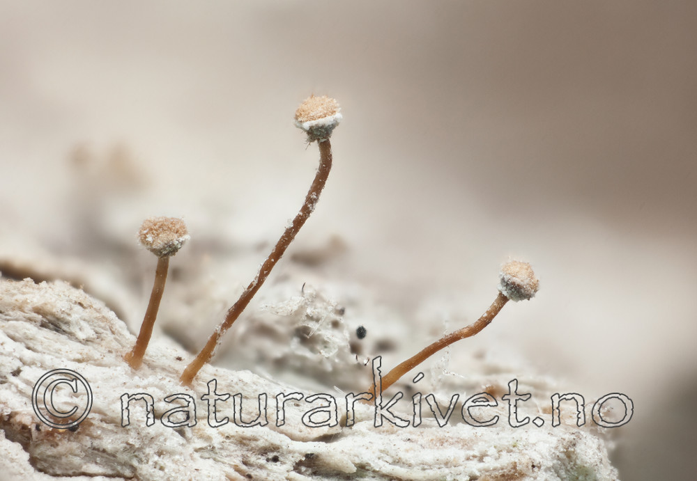 KA_111221_farinacea / Sclerophora farinacea / Blådoggnål