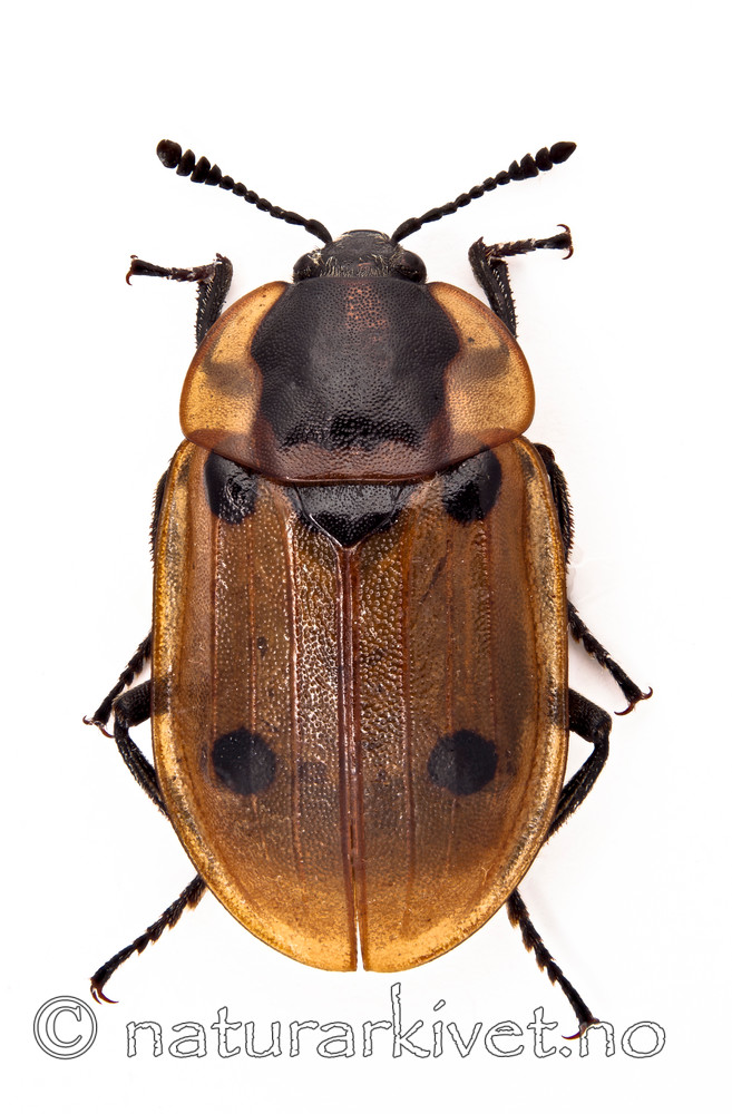 KA_111222_quadrimaculata / Dendroxena quadrimaculata