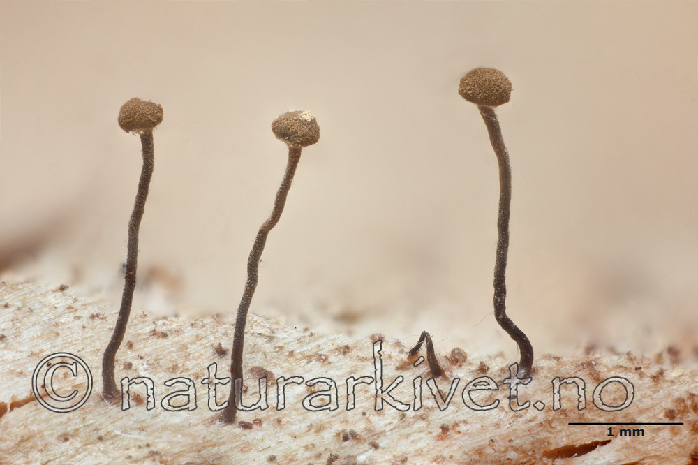 KA_111227_gracillima_mm / Chaenotheca gracillima / Langnål