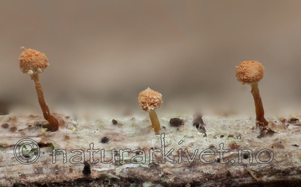 KA_120207_amabilis / Sclerophora amabilis / Praktdoggnål