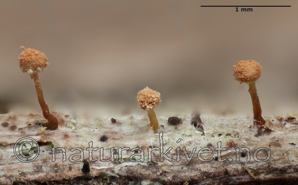 KA_120207_amabilis_mm / Sclerophora amabilis / Praktdoggnål