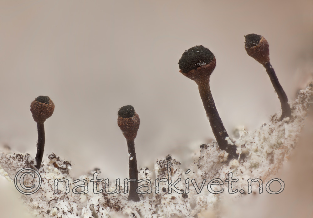 KA_120207_salicinum / Calicium salicinum / Rødhodenål