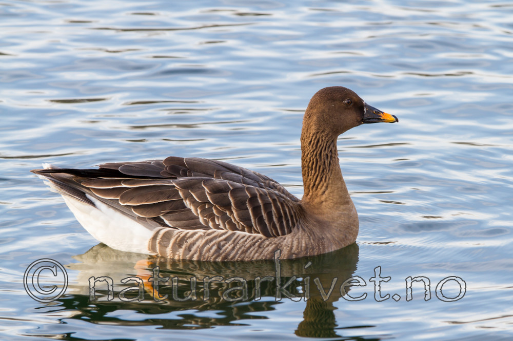 KA_120209_0051 / Anser fabalis / Sædgås
