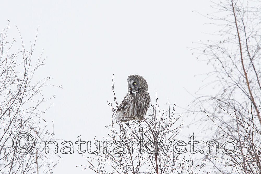 KA_120322_0091 / Strix nebulosa / Lappugle