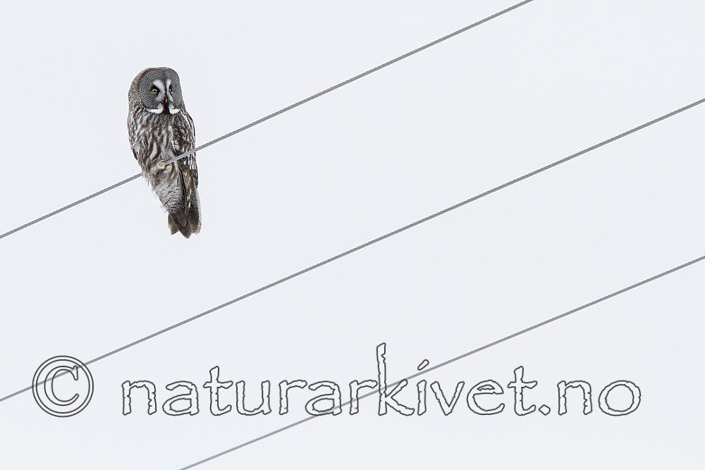 KA_120322_0154 / Strix nebulosa / Lappugle