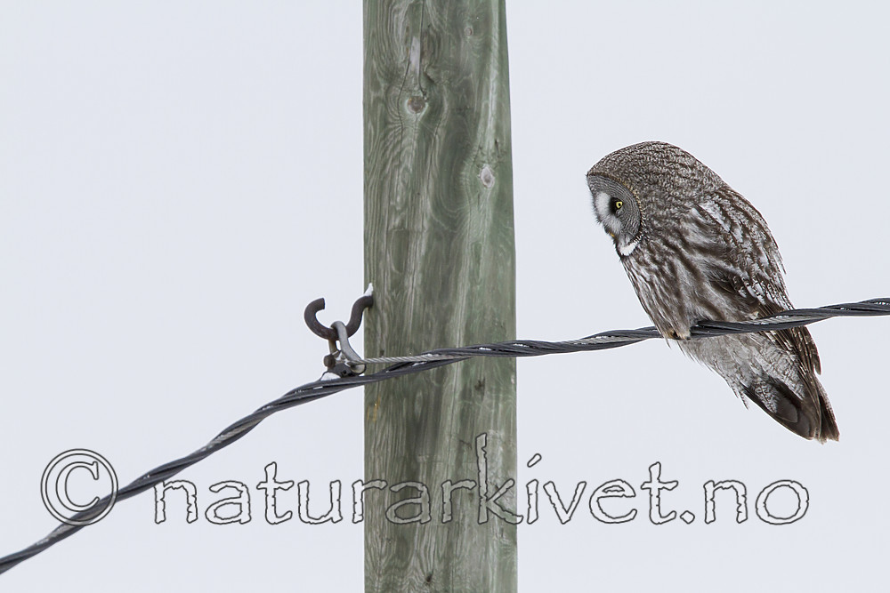 KA_120322_0157 / Strix nebulosa / Lappugle