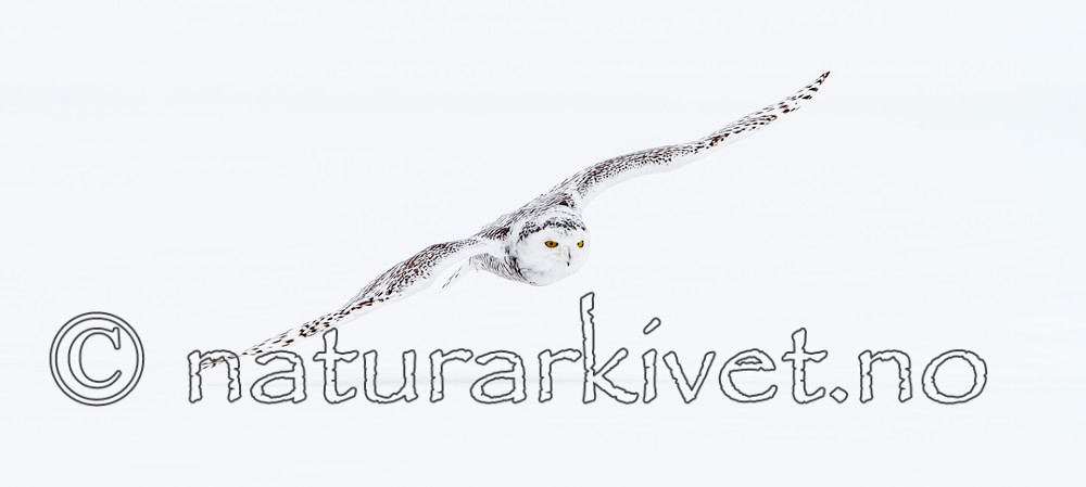 KA_120322_0234 / Bubo scandiacus / Snøugle