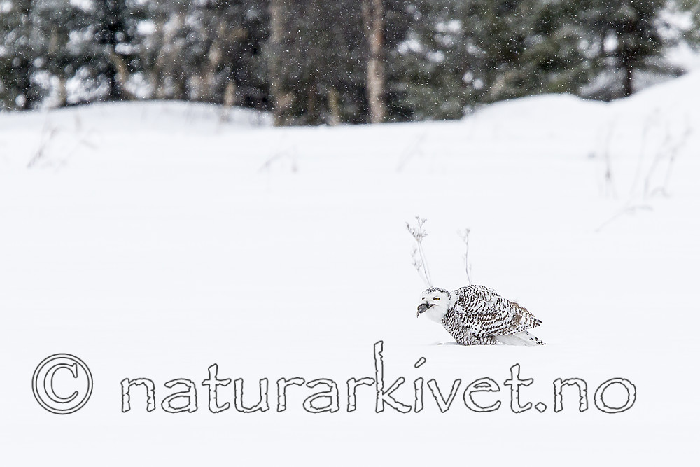 KA_120322_0253 / Bubo scandiacus / Snøugle