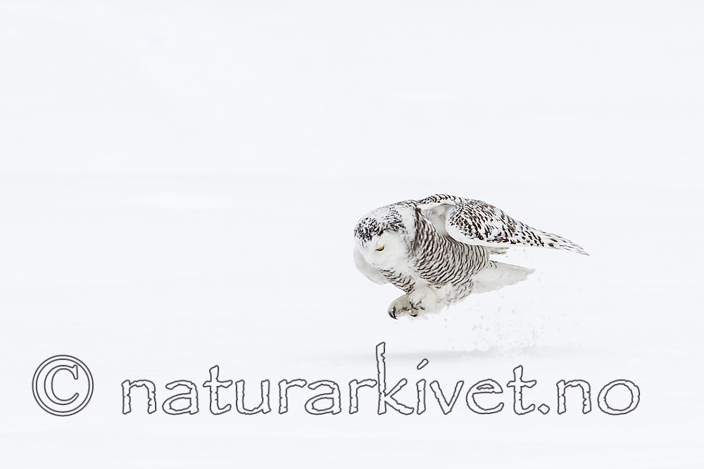 KA_120322_0369 / Bubo scandiacus / Snøugle