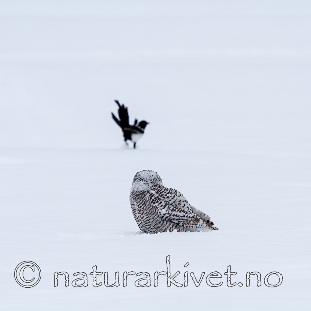 KA_120322_0390 / Bubo scandiacus / Snøugle <br /> Pica pica / Skjære