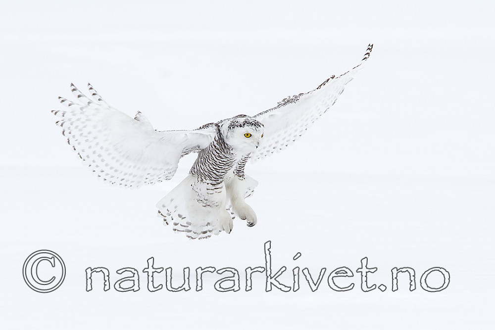 KA_120322_0426 / Bubo scandiacus / Snøugle