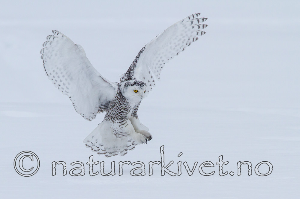 KA_120322_0428 / Bubo scandiacus / Snøugle