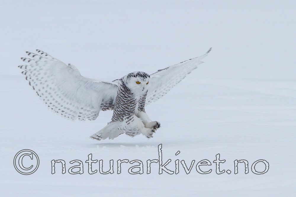 KA_120322_0429 / Bubo scandiacus / Snøugle